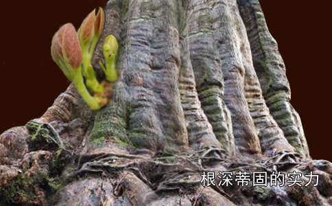 怎樣通過做網站來展示公司實力?